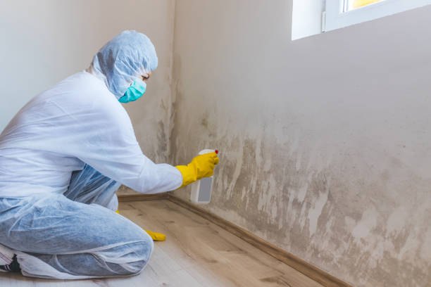 Licensed Mold Remediation service in Colleyville, TX - WQB Mold Removal